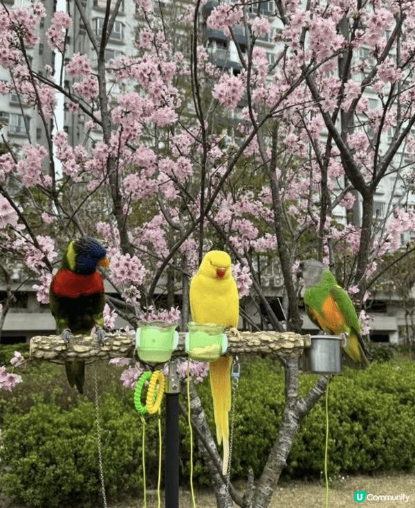 早幾日去石門開心影櫻花🌸🌸🌸🌸 超正！安景街公園（On Ki...