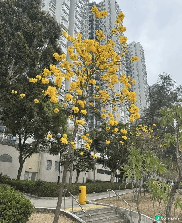 早幾日去石門開心影櫻花🌸🌸🌸🌸 超正！安景街公園（On Ki...