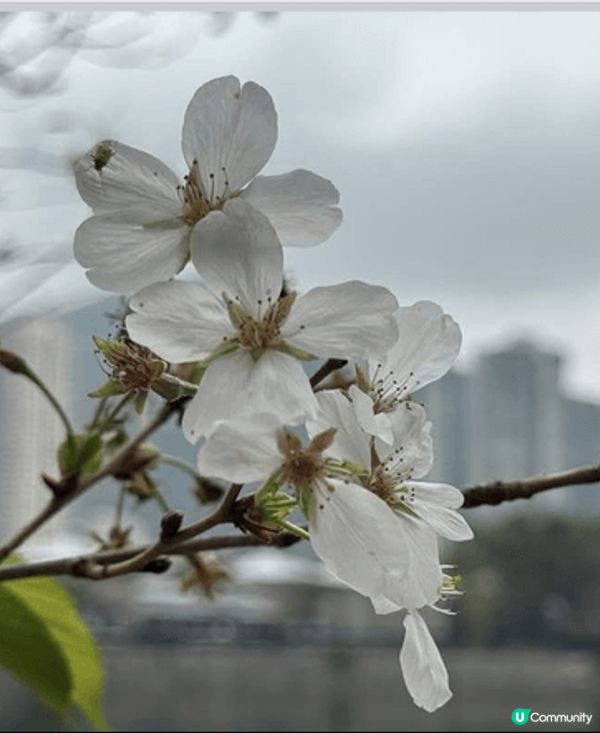 早幾日去石門開心影櫻花🌸🌸🌸🌸 超正！安景街公園（On Ki...