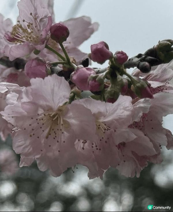 早幾日去石門開心影櫻花🌸🌸🌸🌸 超正！安景街公園（On Ki...