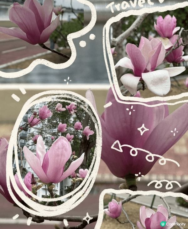 早幾日去石門開心影櫻花🌸🌸🌸🌸 超正！安景街公園（On Ki...