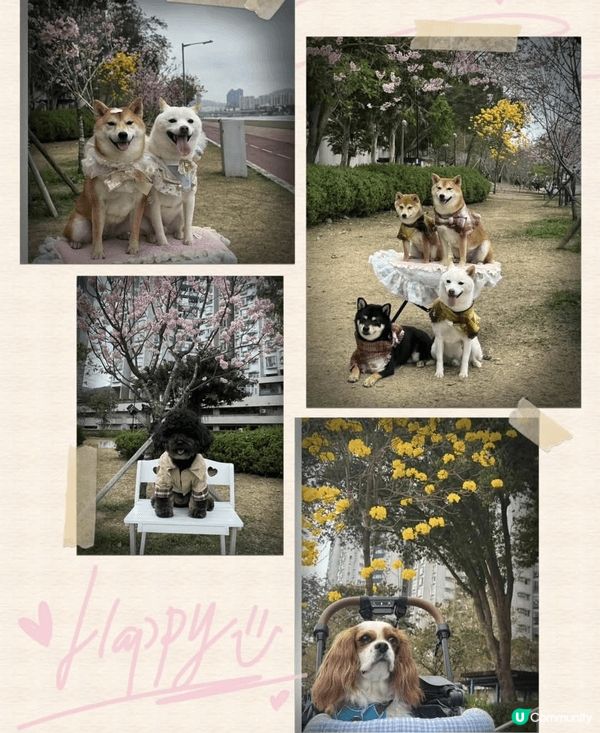 早幾日去石門開心影櫻花🌸🌸🌸🌸 超正！安景街公園（On Ki...