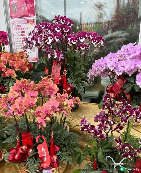 新年行花墟，人頭湧湧好熱鬧。繡球花、水仙、五代同堂，百花齊放...