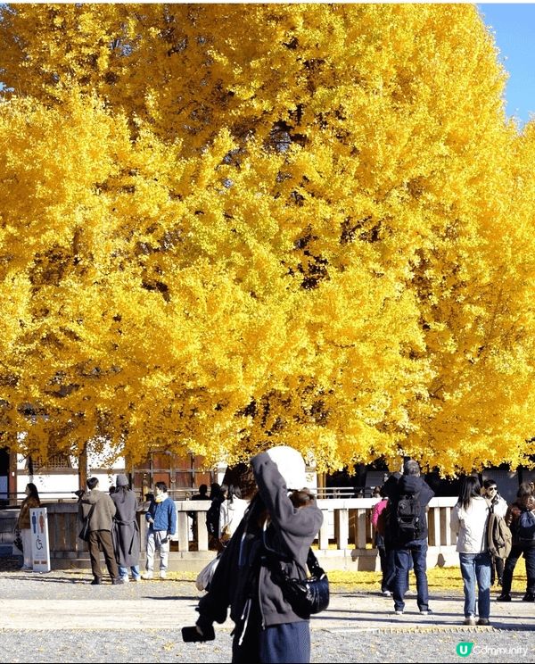 今次去日本旅行，最難忘嘅就係去咗京都嘅西本願寺啦！你睇相入面...