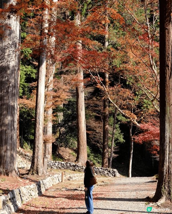 今次去日本旅行，最難忘嘅就係去咗京都嘅西本願寺啦！你睇相入面...
