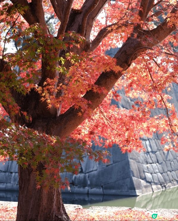 今次去日本旅行，最難忘嘅就係去咗京都嘅西本願寺啦！你睇相入面...