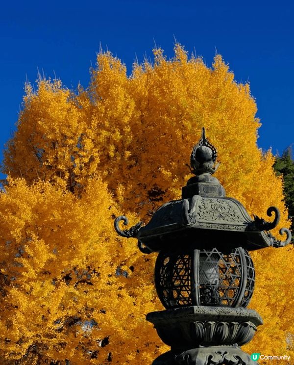 今次去日本旅行，最難忘嘅就係去咗京都嘅西本願寺啦！你睇相入面...