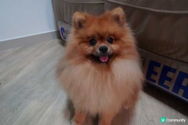 【我係優良「毛」範生～】多謝U Lifestyle禮物🎁