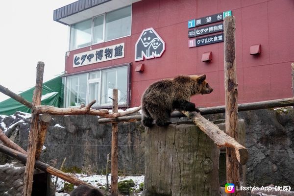 【熊出沒注意，在山頂上看棕熊】