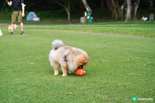 最鍾意跑跑跳跳 玩波波 飲水水 粉嶺高爾夫球場咁大個草地就岩...
