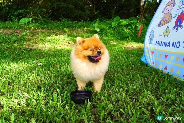 最鍾意跑跑跳跳 玩波波 飲水水 粉嶺高爾夫球場咁大個草地就岩...