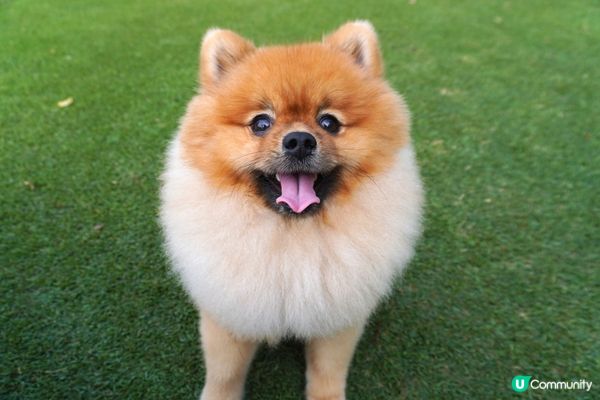 最鍾意跑跑跳跳 玩波波 飲水水 粉嶺高爾夫球場咁大個草地就岩...