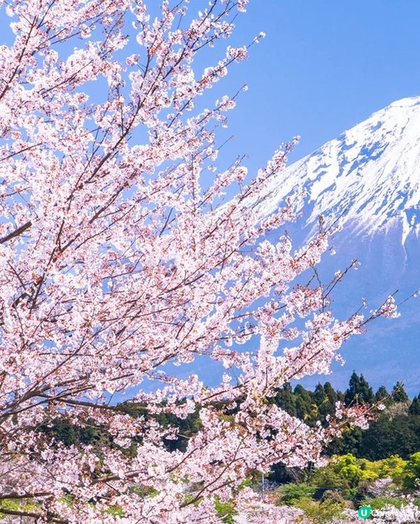 富士山與櫻花