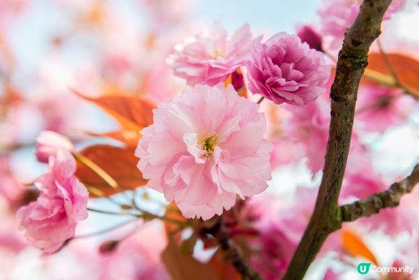 #Chill嘆酒店旅人祭  #別要再蝨眠