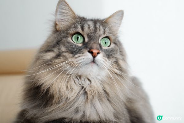 食飯前高冷，食飯後甜到漏。#主子lamlam脷