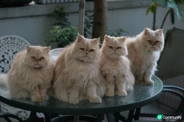 波斯爸：老婆阿仔！剷屎官黎影相啦，擺好pose未？😎    ...