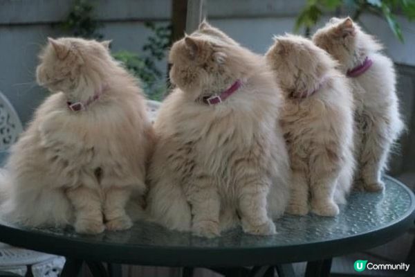 波斯爸：老婆阿仔！剷屎官黎影相啦，擺好pose未？😎    ...