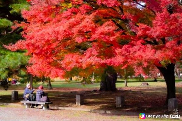 2022 京都紅葉 - 景點相片