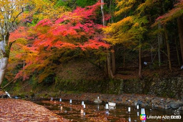 2022 京都紅葉 - 景點相片