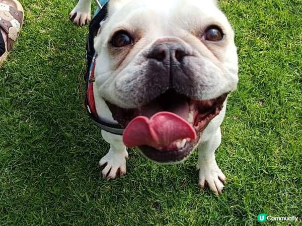 [西澳🐶] 放電の月巴 🐶 