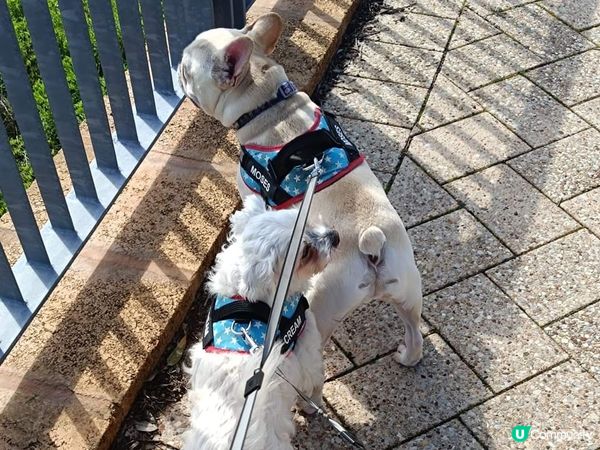 [西澳🐶] 放電の月巴 🐶 