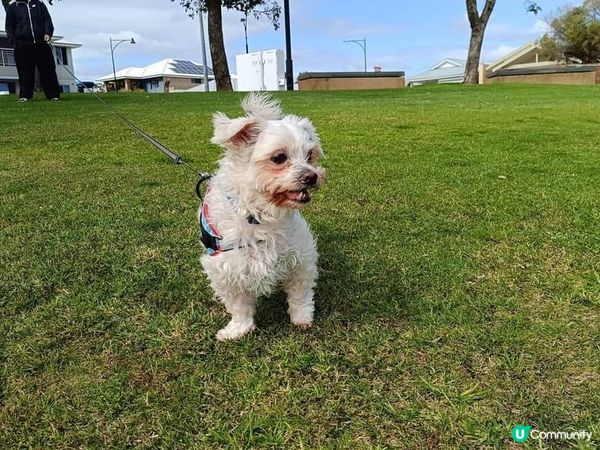 [西澳🐶] 放電の月巴 🐶 