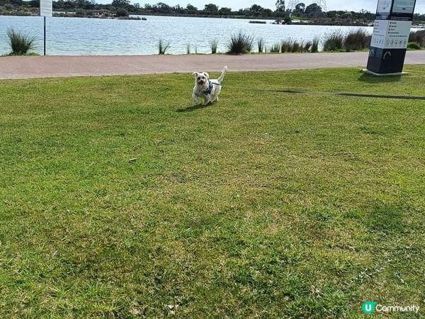 [西澳🐶] 放電の月巴 🐶 