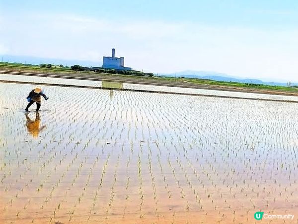 新潟插秧季開始啦🌾