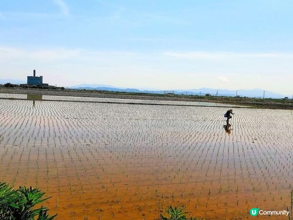 新潟插秧季開始啦🌾