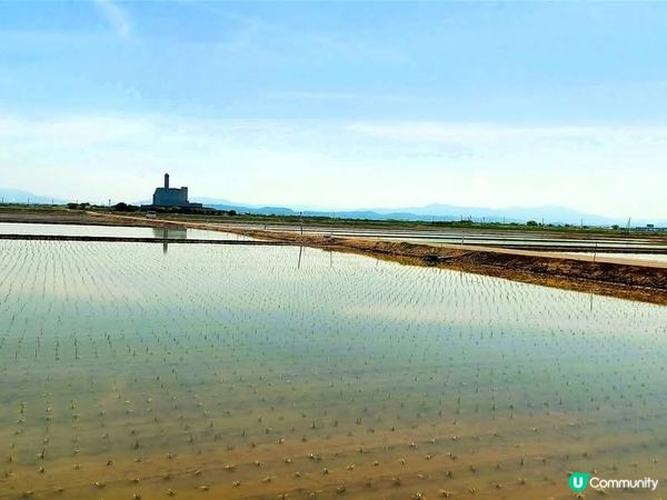 新潟插秧季開始啦🌾