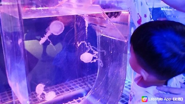 荃灣海洋保育體驗推介，齊齊學習水母知識同放電啦！
