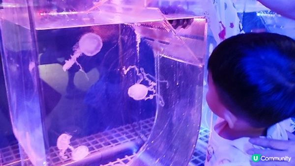 荃灣海洋保育體驗推介，齊齊學習水母知識同放電啦！