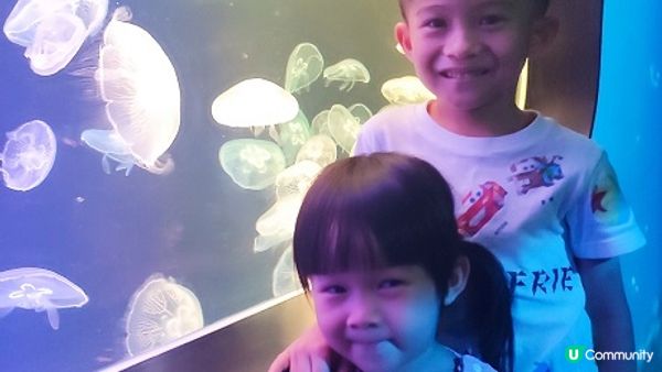 荃灣海洋保育體驗推介，齊齊學習水母知識同放電啦！