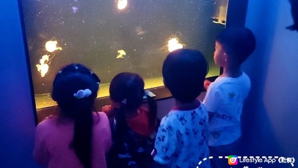 荃灣海洋保育體驗推介，齊齊學習水母知識同放電啦！
