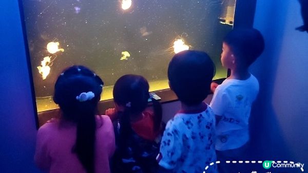 荃灣海洋保育體驗推介，齊齊學習水母知識同放電啦！