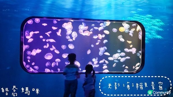 荃灣海洋保育體驗推介，齊齊學習水母知識同放電啦！