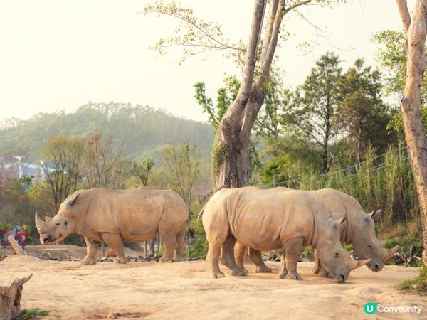 2025全新開幕🦒清遠長隆森林王國，遇見非洲