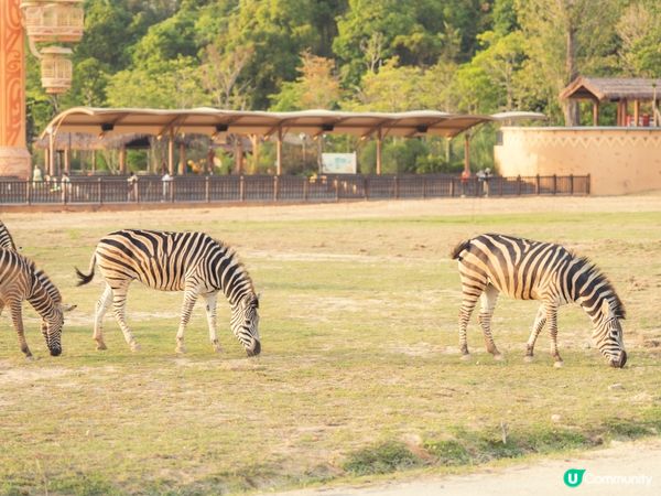 2025全新開幕🦒清遠長隆森林王國，遇見非洲