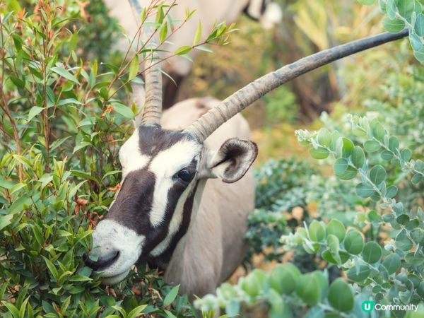 2025全新開幕🦒清遠長隆森林王國，遇見非洲