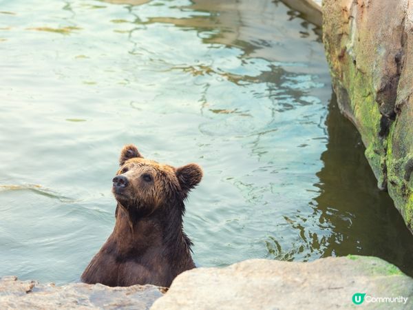 2025全新開幕🦒清遠長隆森林王國，遇見非洲