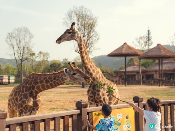 2025全新開幕🦒清遠長隆森林王國，遇見非洲