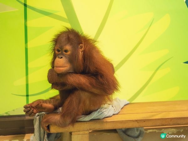 2025全新開幕🦒清遠長隆森林王國，遇見非洲