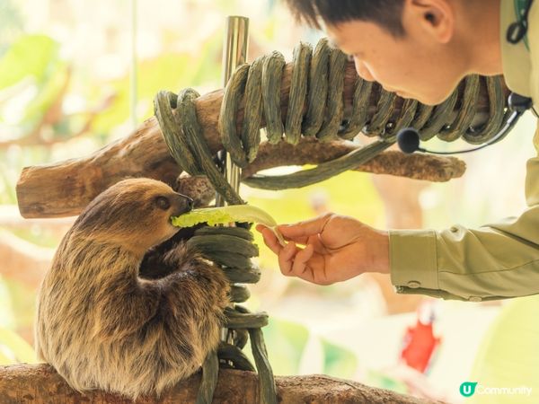 2025全新開幕🦒清遠長隆森林王國，遇見非洲