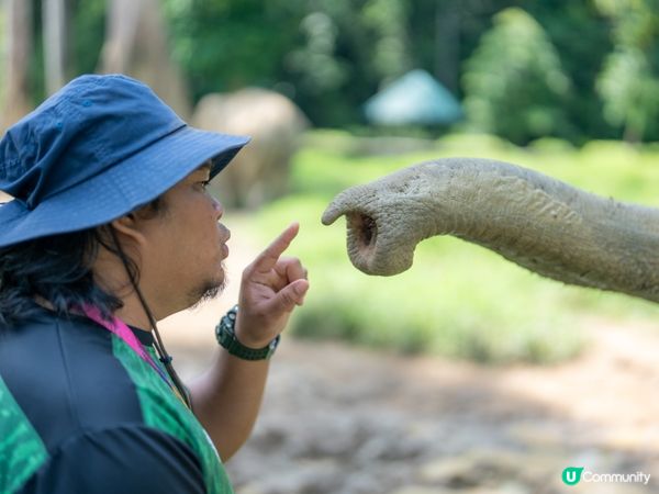 瓜拉甘達大象園🐘！餵象象影靚相📸！ 
