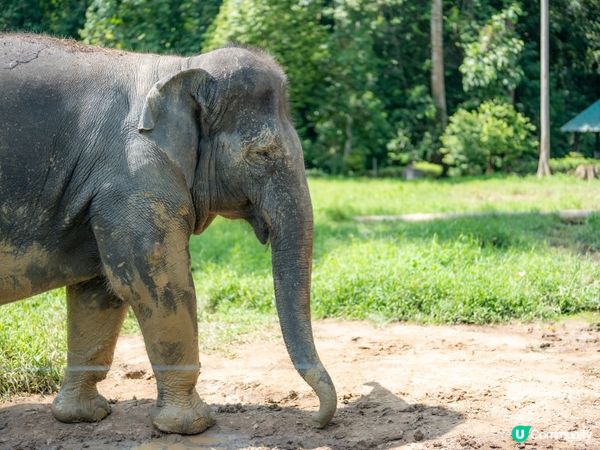 瓜拉甘達大象園🐘！餵象象影靚相📸！ 