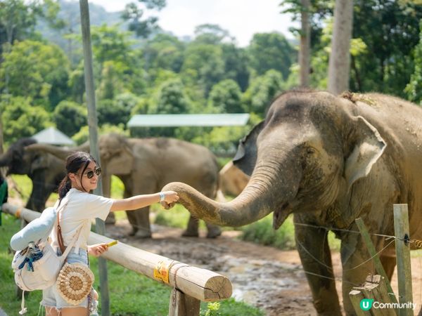 瓜拉甘達大象園🐘！餵象象影靚相📸！ 