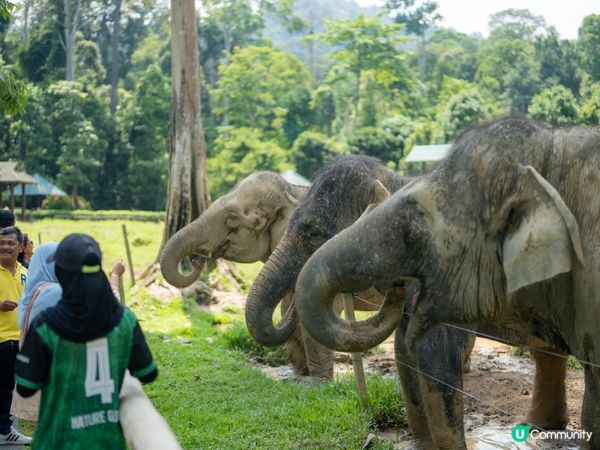 瓜拉甘達大象園🐘！餵象象影靚相📸！ 