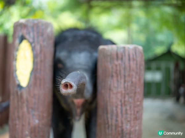 瓜拉甘達大象園🐘！餵象象影靚相📸！ 