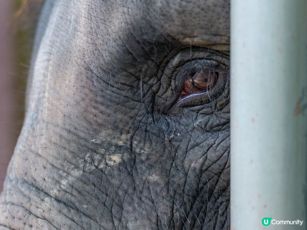 瓜拉甘達大象園🐘！餵象象影靚相📸！ 