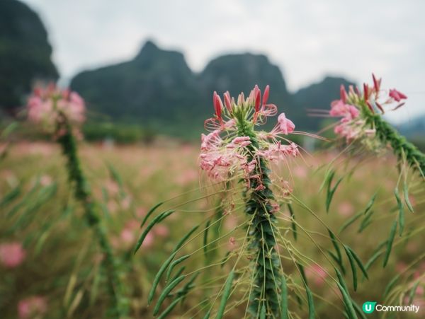 🚂【清遠峰林小鎮】穿越花海湖面的網紅小火車!廣東版｢小桂林｣...